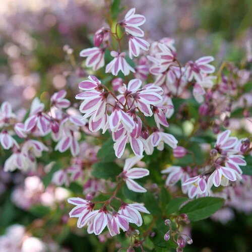YUKI KABUKI® Deutzia | Proven Winners® - Image 2