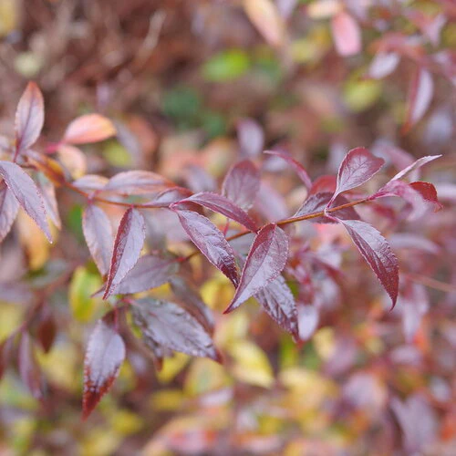YUKI KABUKI® Deutzia | Proven Winners® - Image 3
