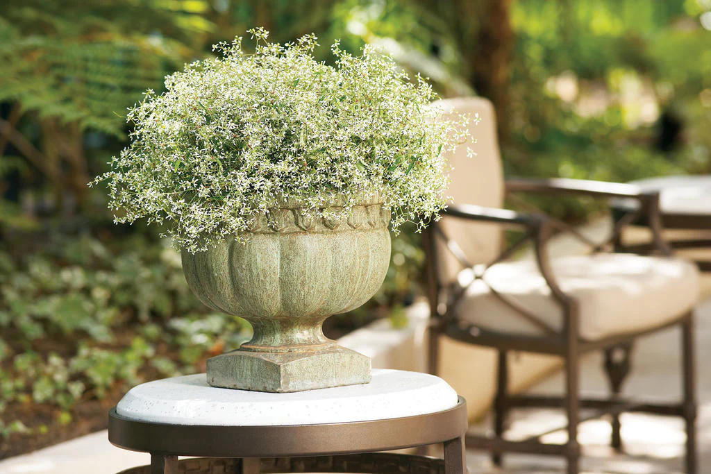 Diamond Frost® Euphorbia | Proven Winners ® - Image 2