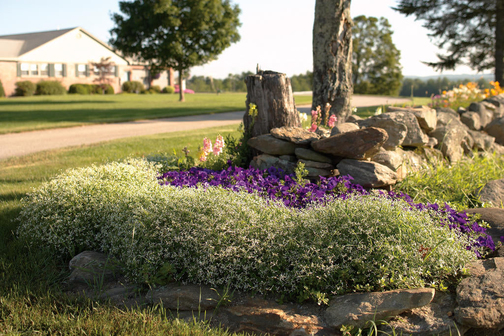 Diamond Frost® Euphorbia | Proven Winners ® - Image 4