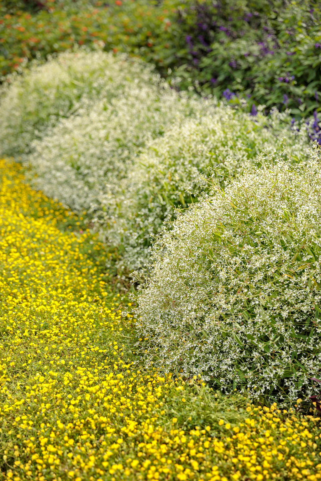 Diamond Mountain® Euphorbia | Proven Winners® - Image 2