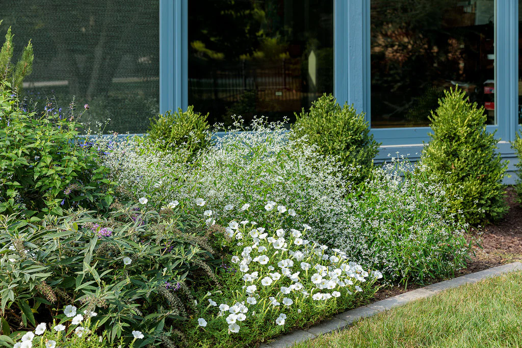 Diamond Mountain® Euphorbia | Proven Winners® - Image 3