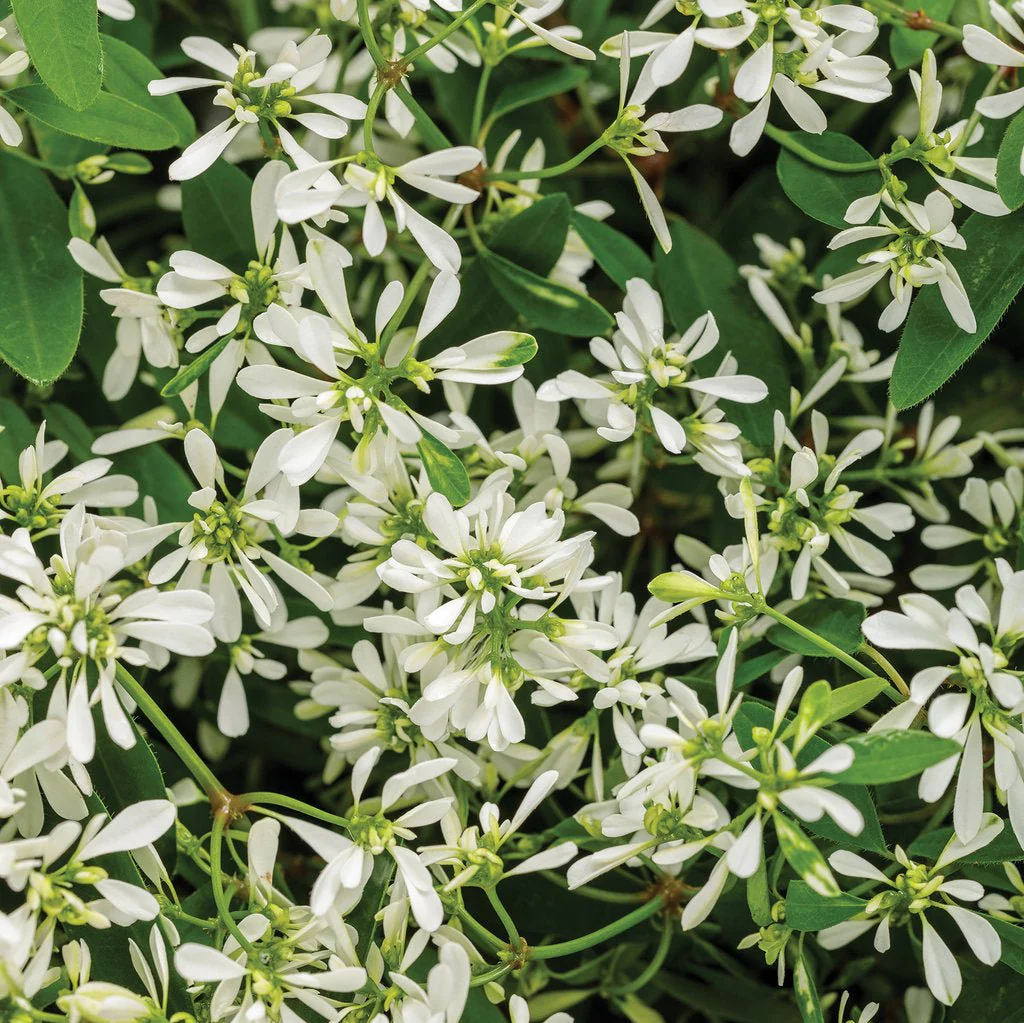 Diamond Snow® Euphorbia | Proven Winners®