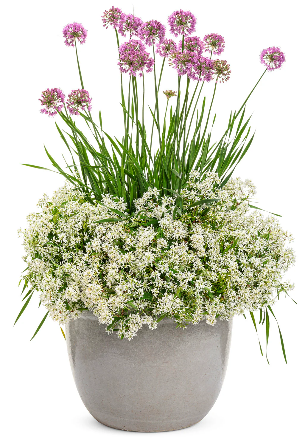 Diamond Snow® Euphorbia | Proven Winners® - Image 2