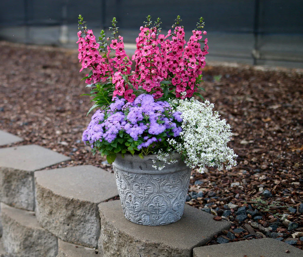Diamond Snow® Euphorbia | Proven Winners® - Image 3