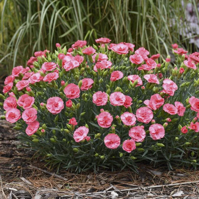 Fruit Punch® 'Classic Coral' Dianthus | Proven Winners® - Image 3