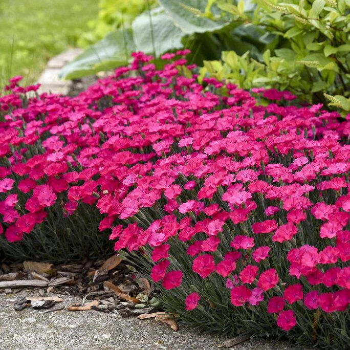 Paint the Town Magenta' Dianthus | Proven Winners® - Image 3