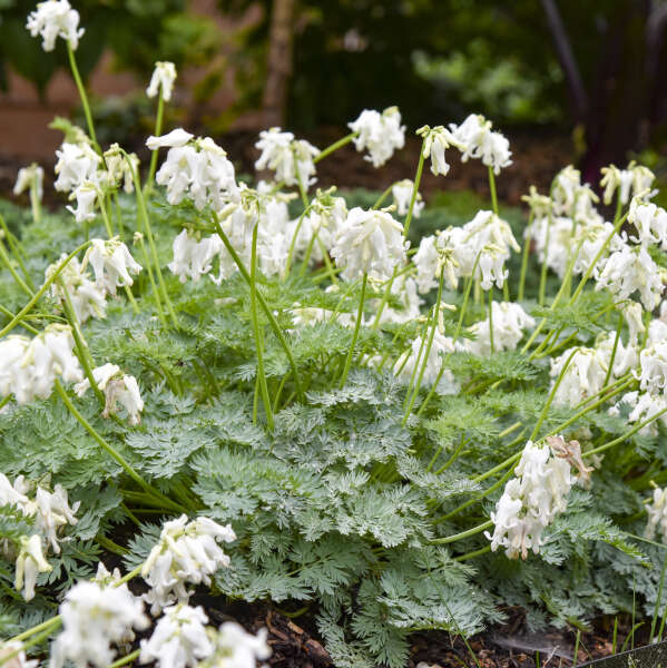 Dicentra 'White Diamonds' | Proven Winners®
