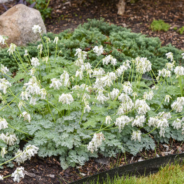 Dicentra 'White Diamonds' | Proven Winners® - Image 2