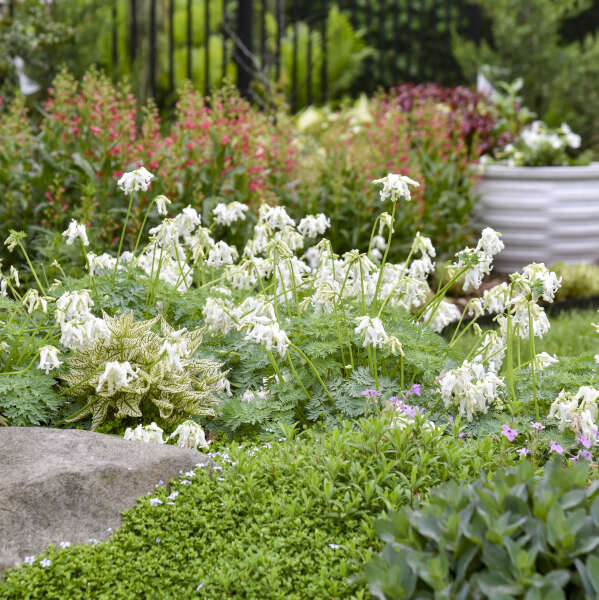 Dicentra 'White Diamonds' | Proven Winners® - Image 3