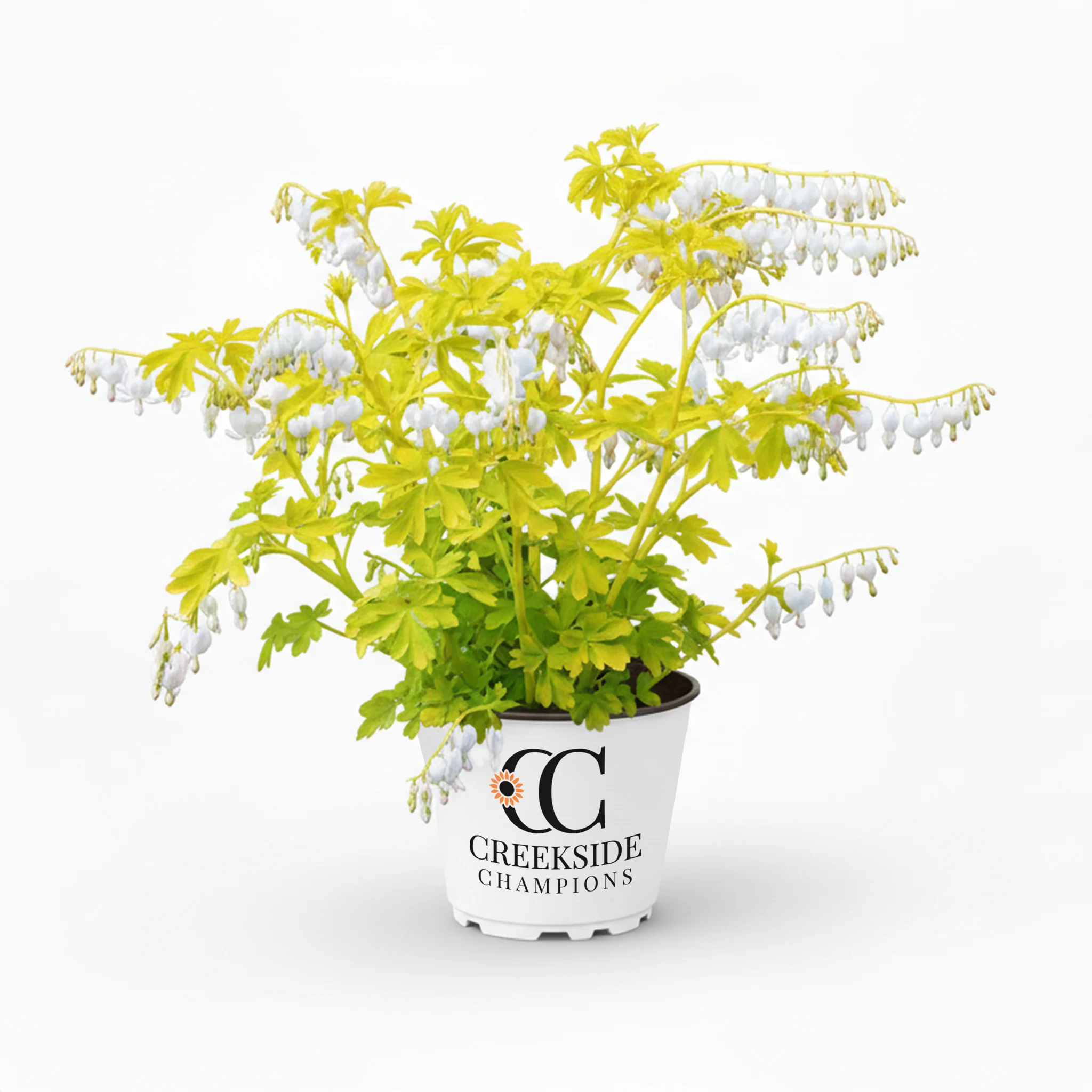 White Gold' Dicentra | Creekside Champions™