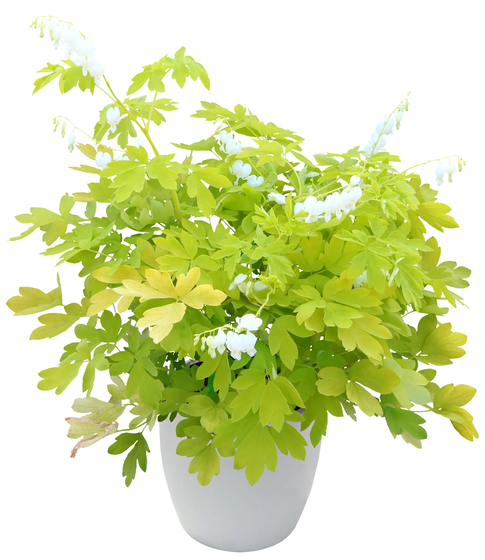 White Gold' Dicentra | Creekside Champions™ - Image 10