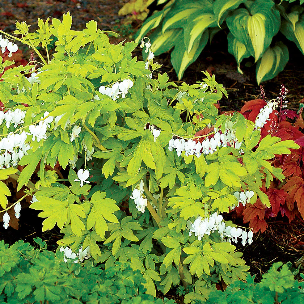 White Gold' Dicentra | Creekside Champions™ - Image 11