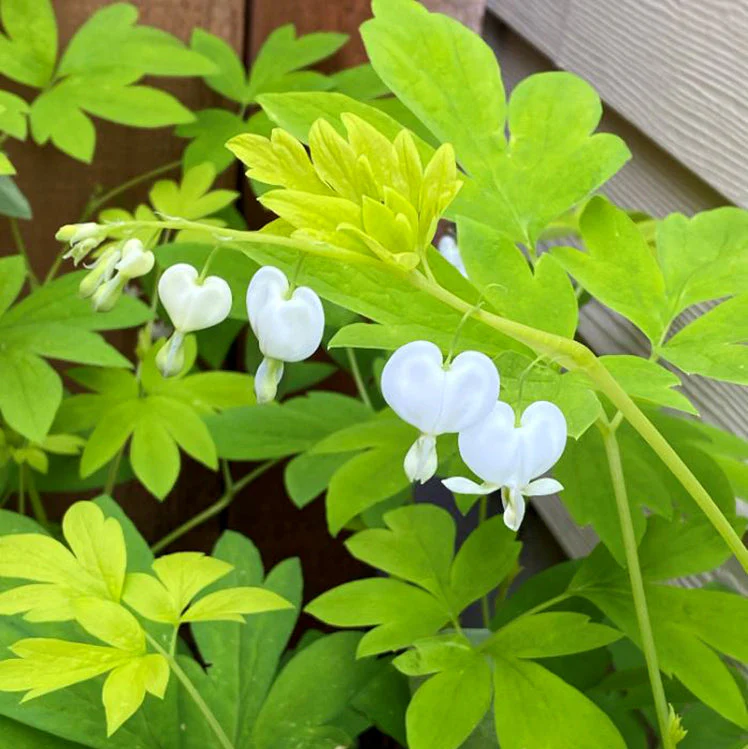 White Gold' Dicentra | Creekside Champions™ - Image 2