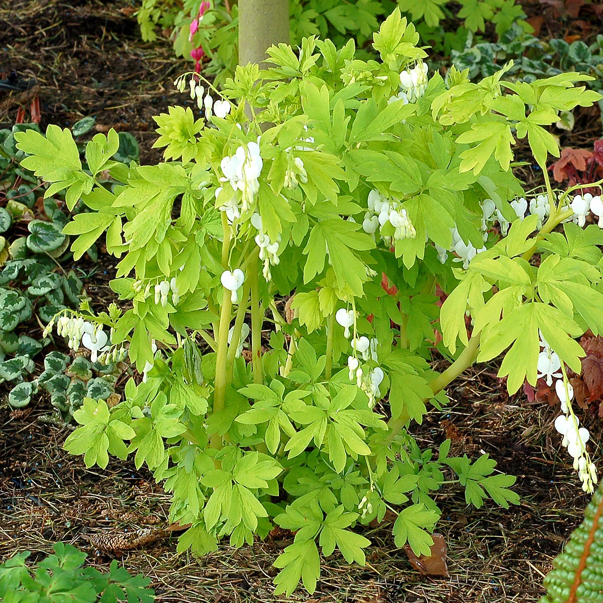 White Gold' Dicentra | Creekside Champions™ - Image 3