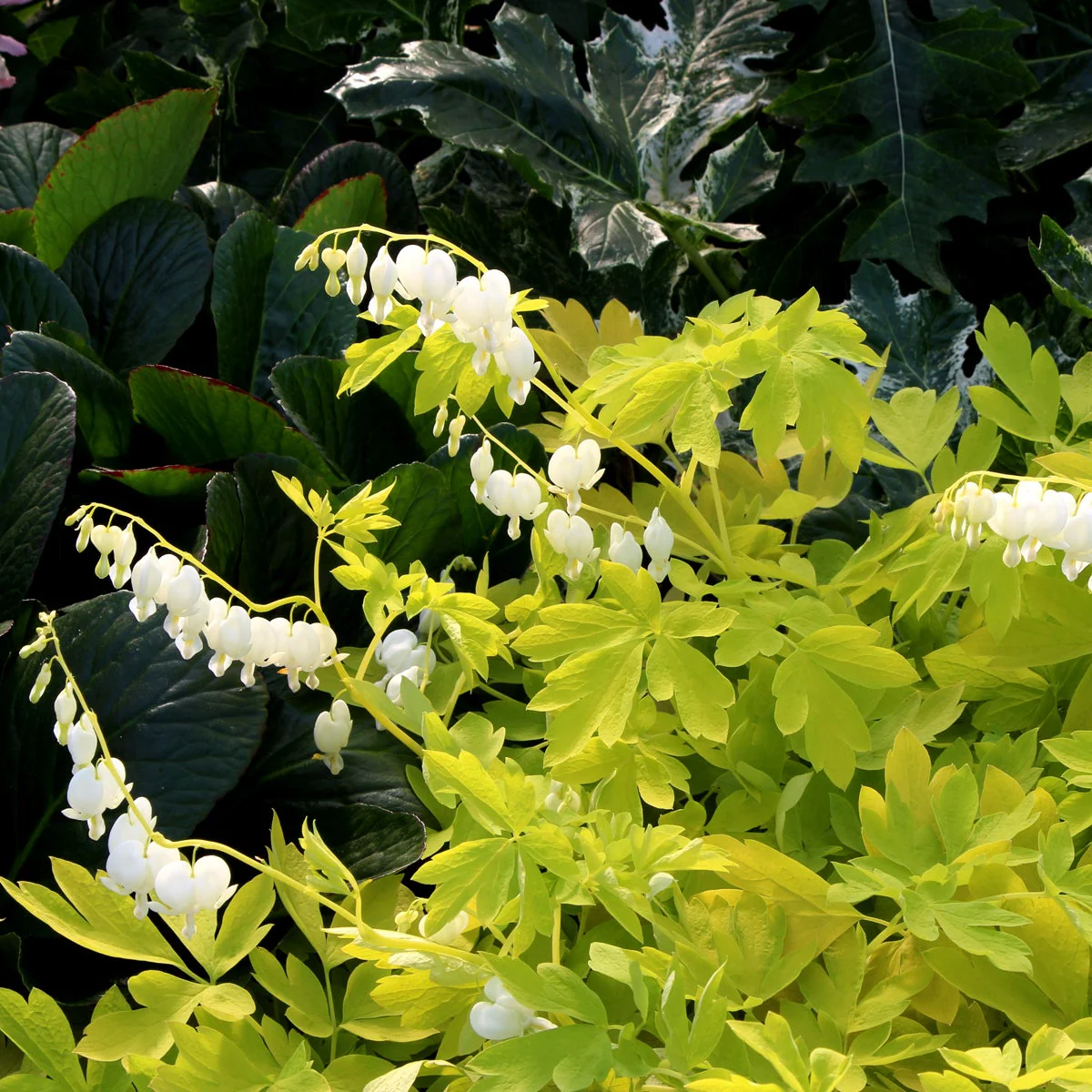 White Gold' Dicentra | Creekside Champions™ - Image 4