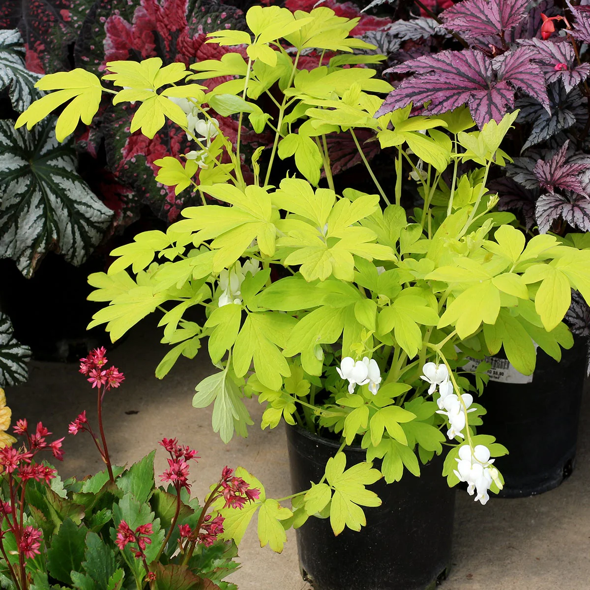 White Gold' Dicentra | Creekside Champions™ - Image 5