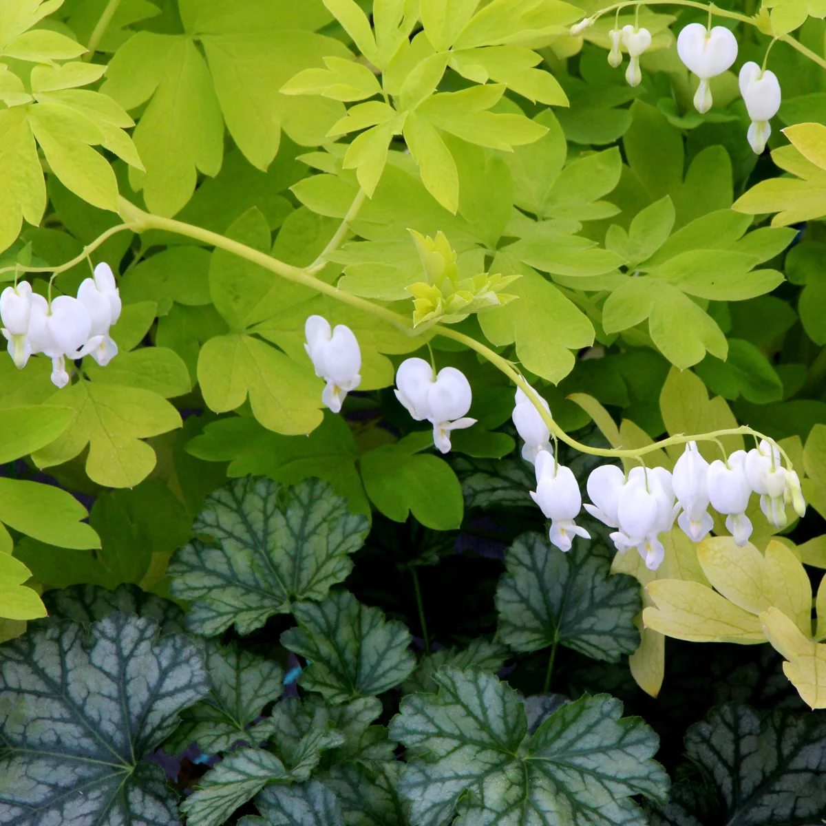 White Gold' Dicentra | Creekside Champions™ - Image 6