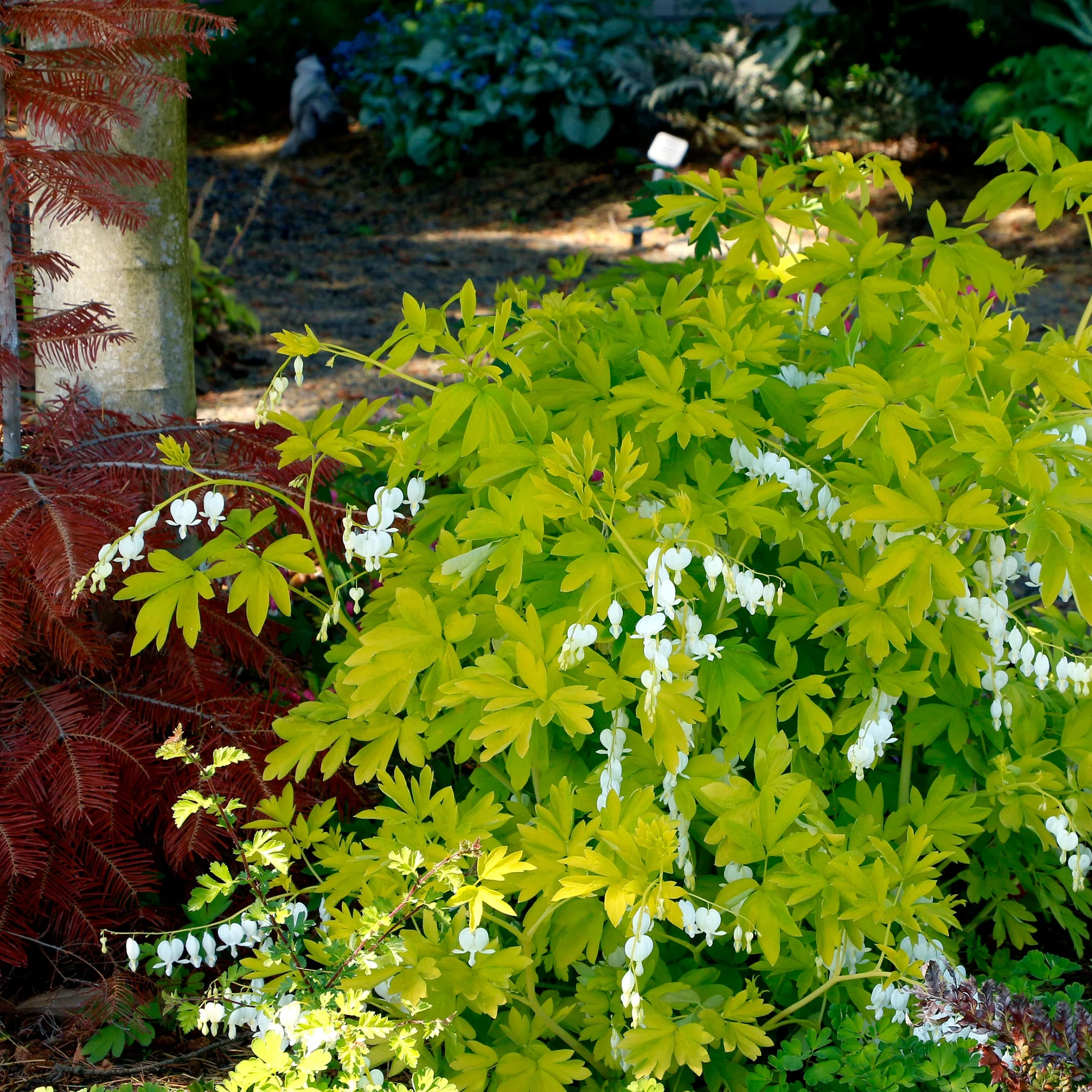 White Gold' Dicentra | Creekside Champions™ - Image 7