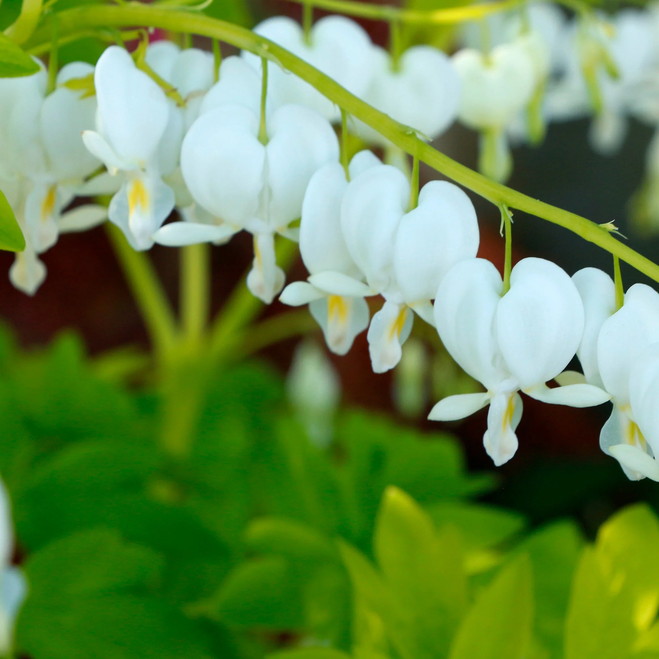 White Gold' Dicentra | Creekside Champions™ - Image 8