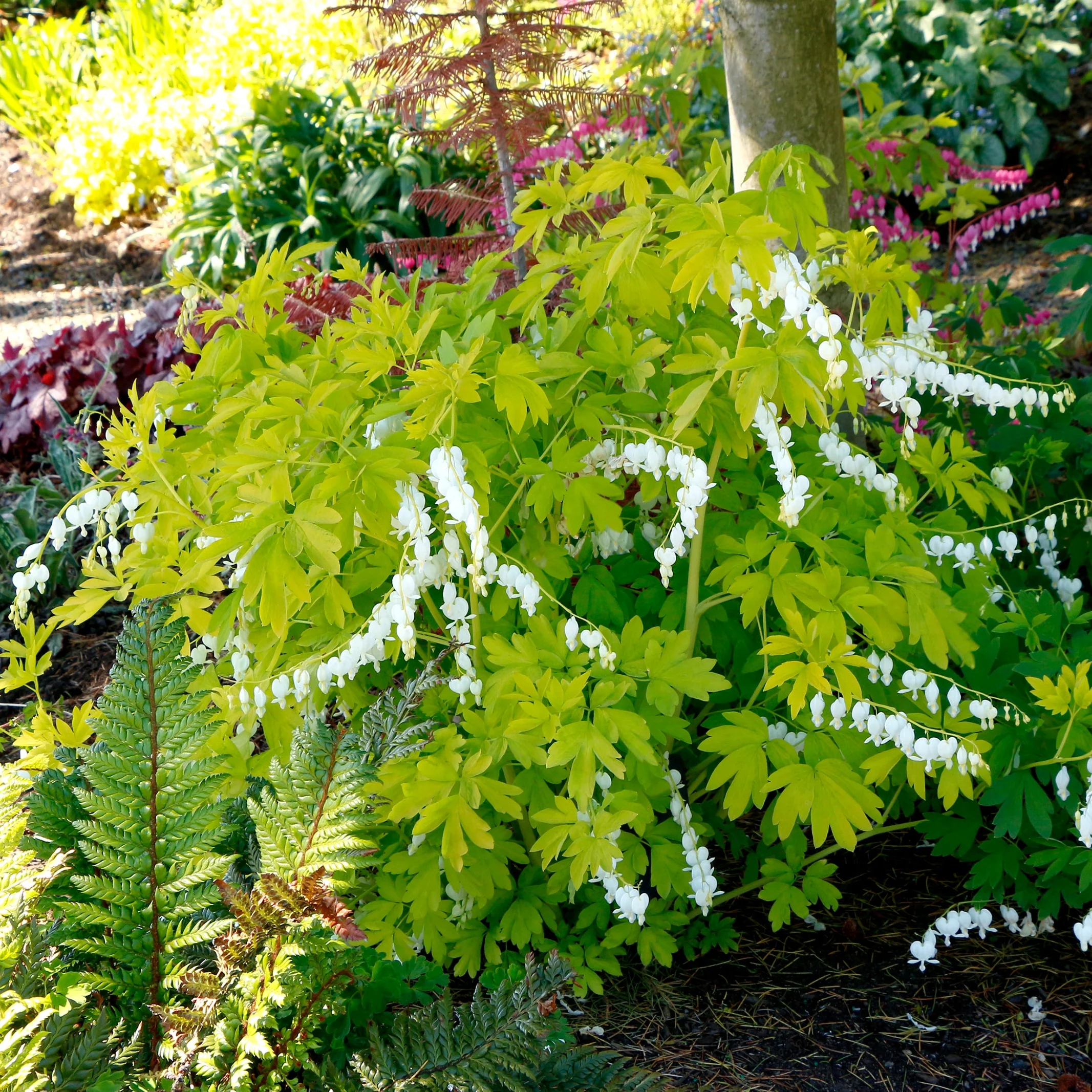 White Gold' Dicentra | Creekside Champions™ - Image 9