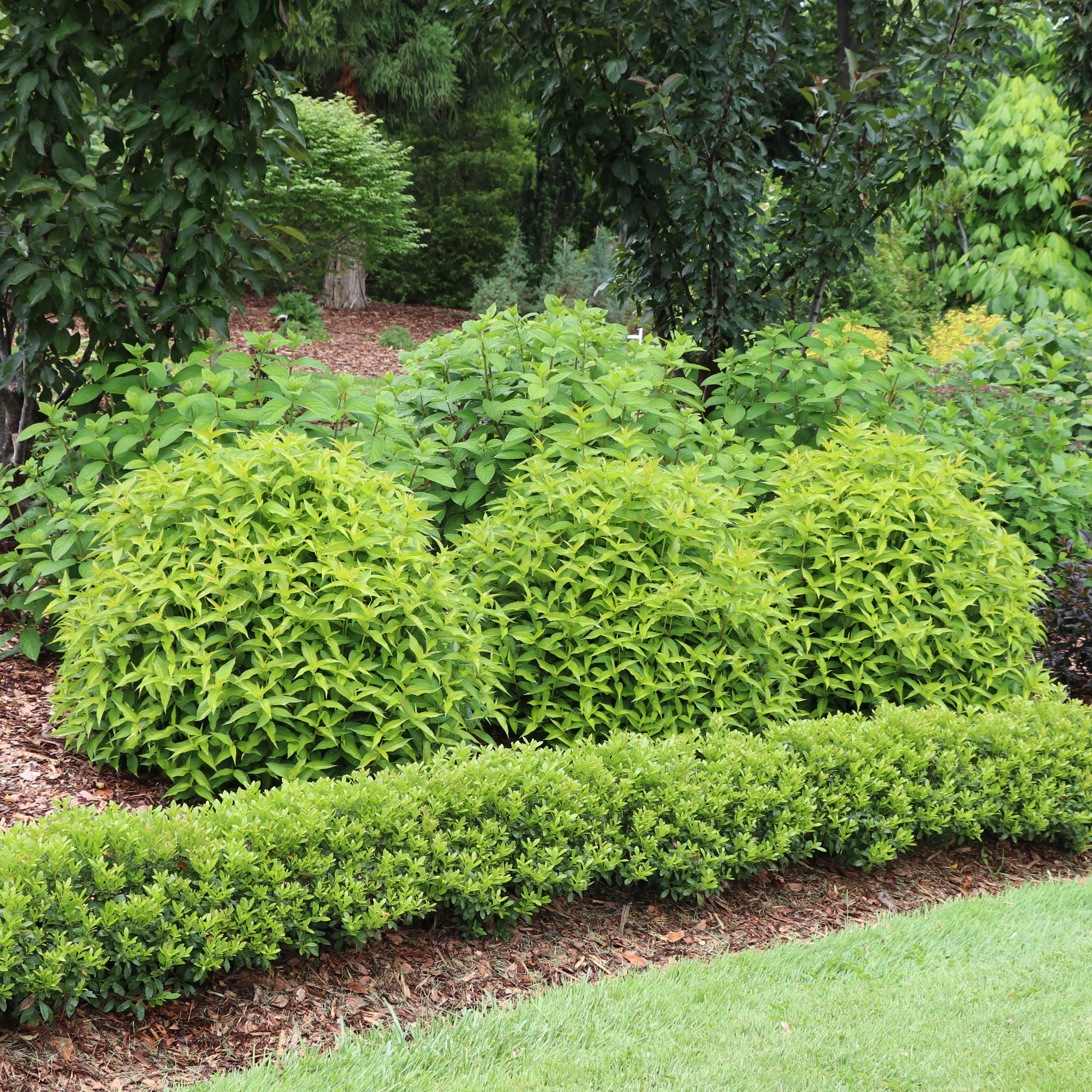 KODIAK® Green Diervilla | Proven Winners®