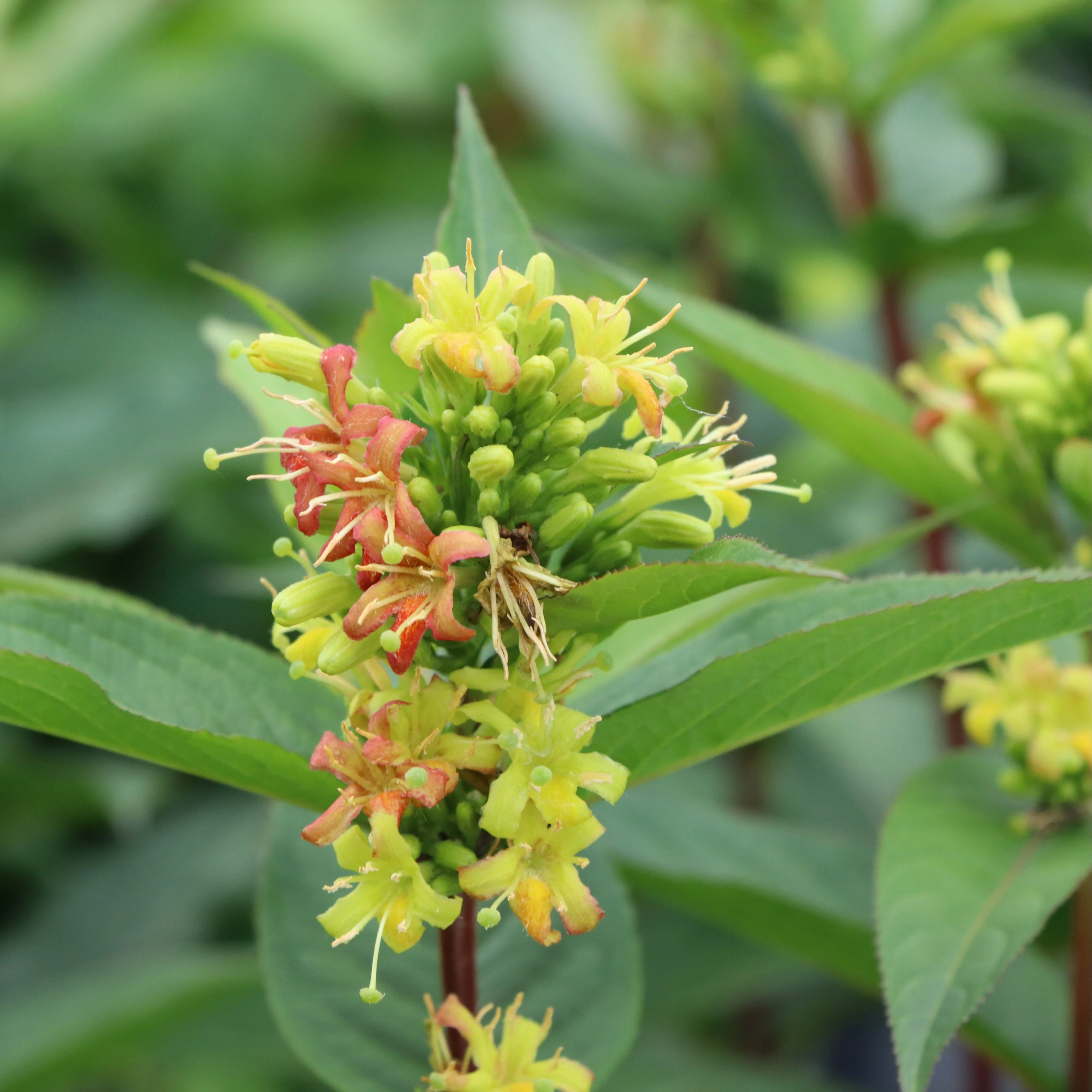 KODIAK® Green Diervilla | Proven Winners® - Image 2