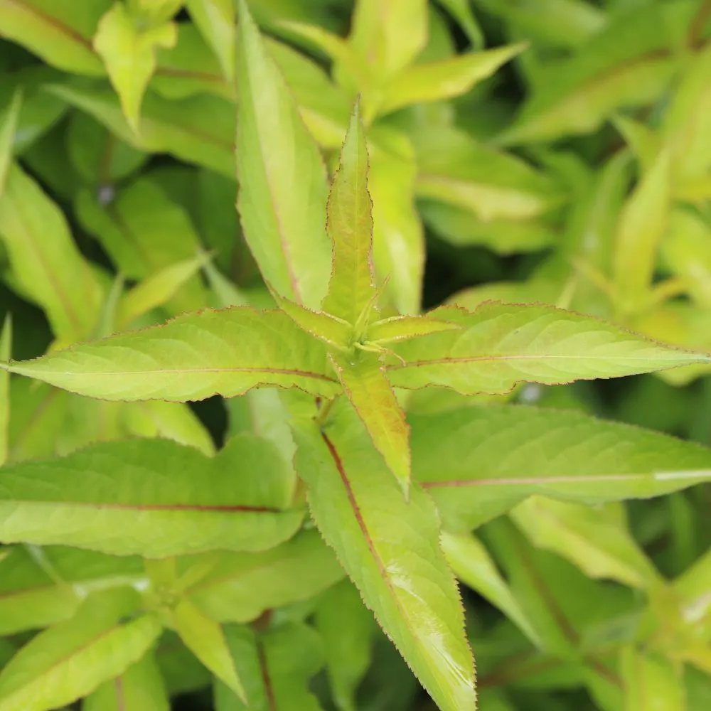 KODIAK® Green Diervilla | Proven Winners® - Image 3
