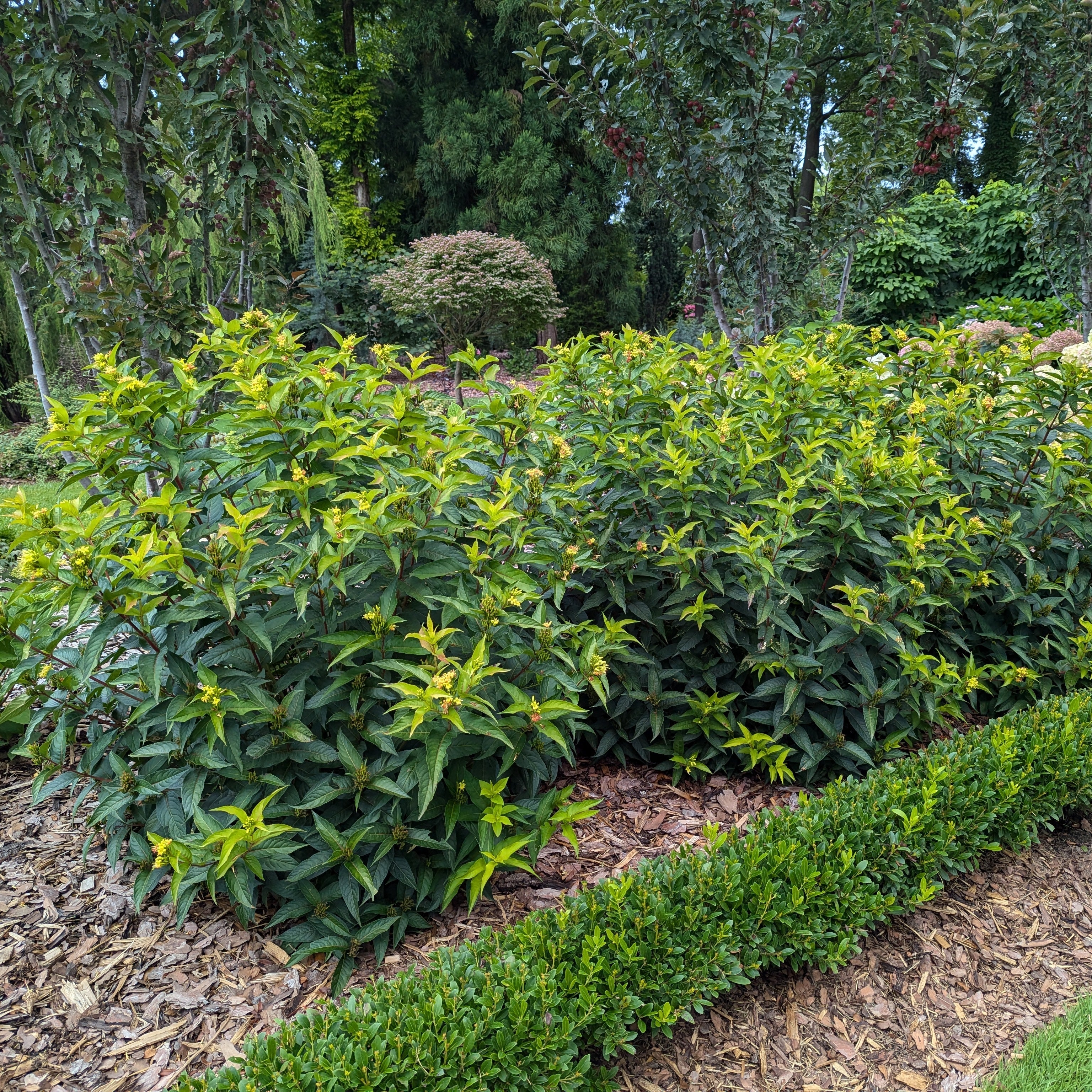 KODIAK® Green Diervilla | Proven Winners® - Image 4