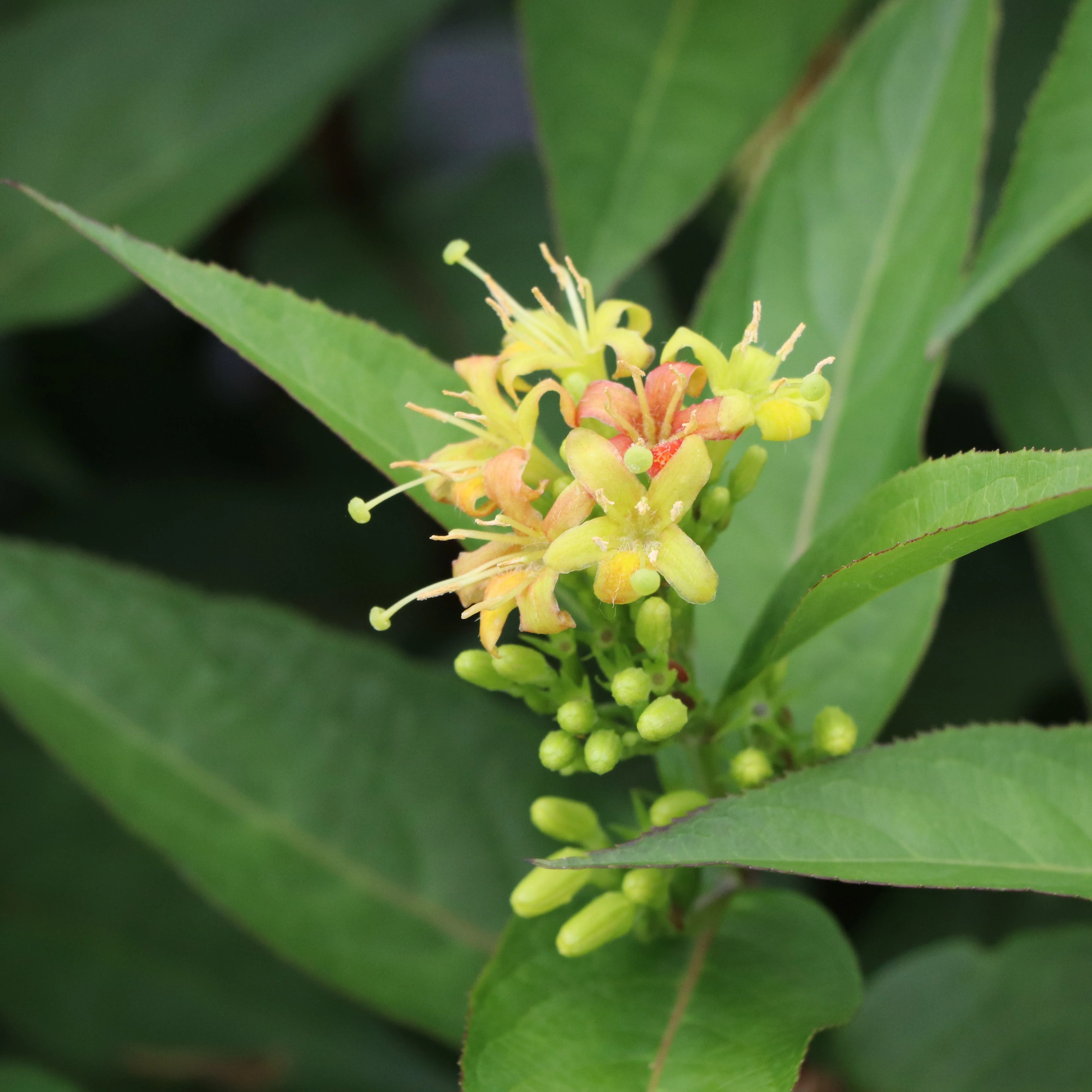 KODIAK® Green Diervilla | Proven Winners® - Image 5