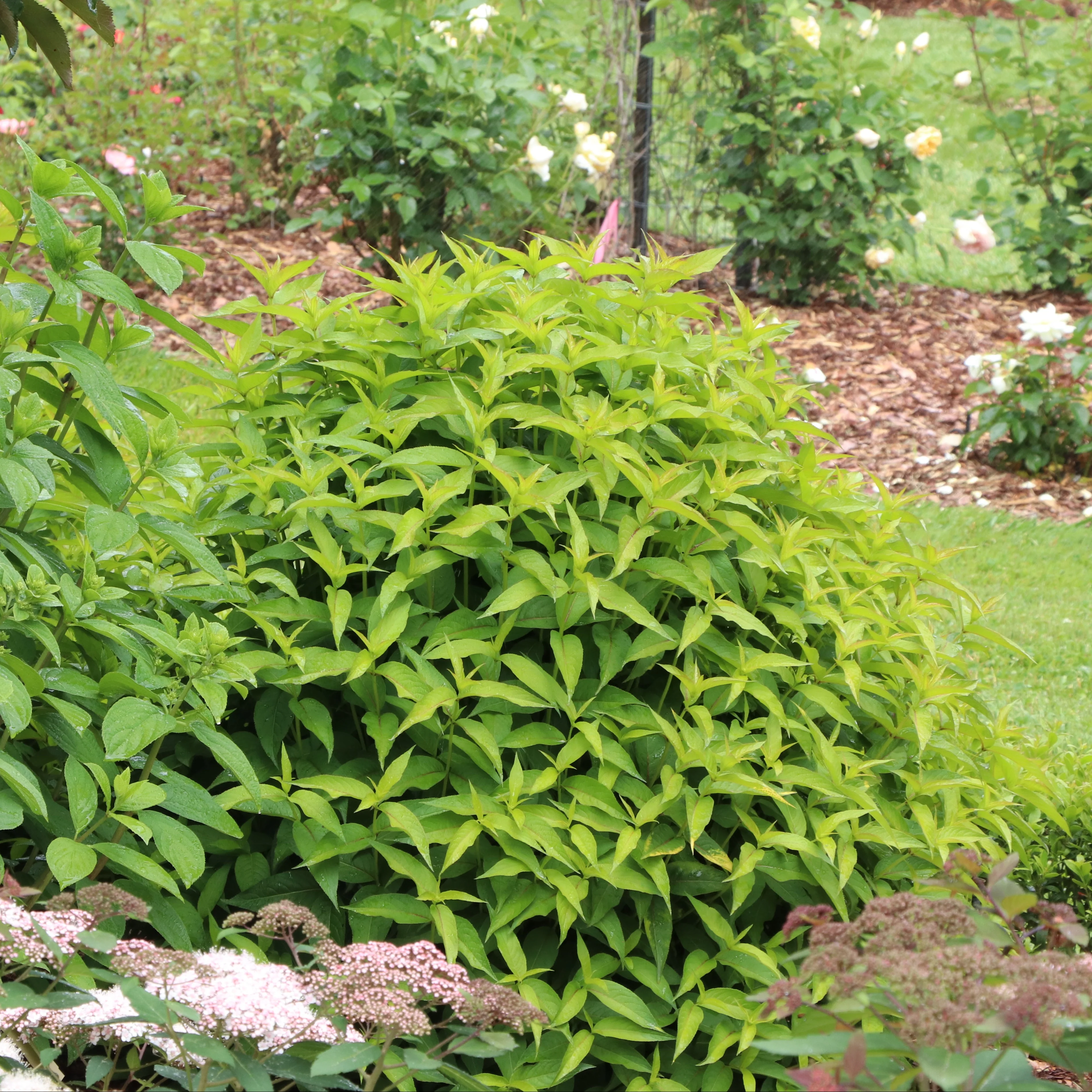 KODIAK® Green Diervilla | Proven Winners® - Image 6