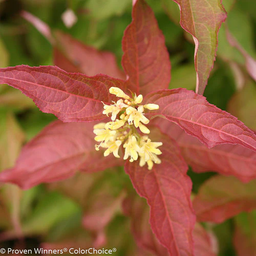 KODIAK® Orange Diervilla | Proven Winners®