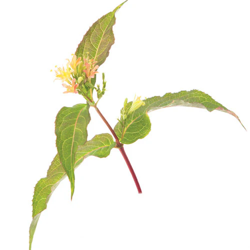 KODIAK® Orange Diervilla | Proven Winners® - Image 2
