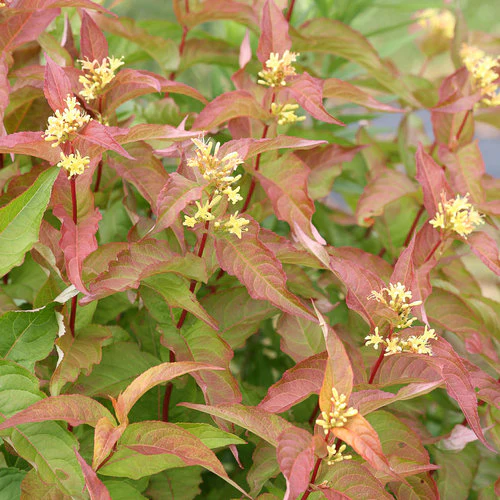 KODIAK® Orange Diervilla | Proven Winners® - Image 3