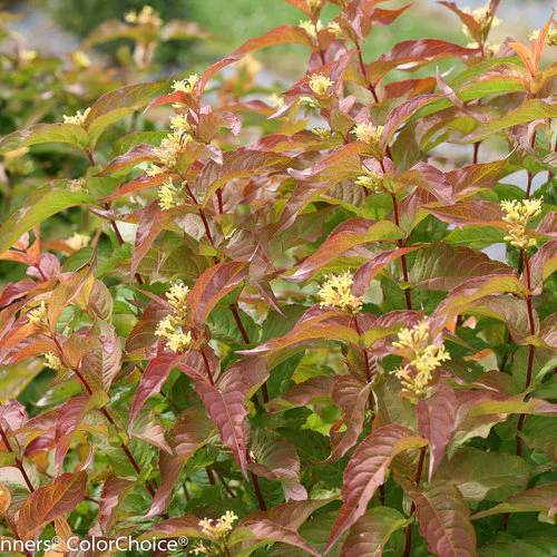 KODIAK® Orange Diervilla | Proven Winners® - Image 4