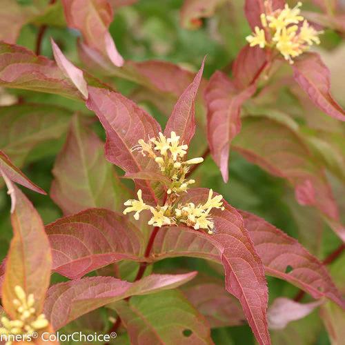 KODIAK® Orange Diervilla | Proven Winners® - Image 5