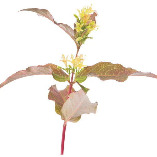 KODIAK® Orange Diervilla | Proven Winners® - Image 6