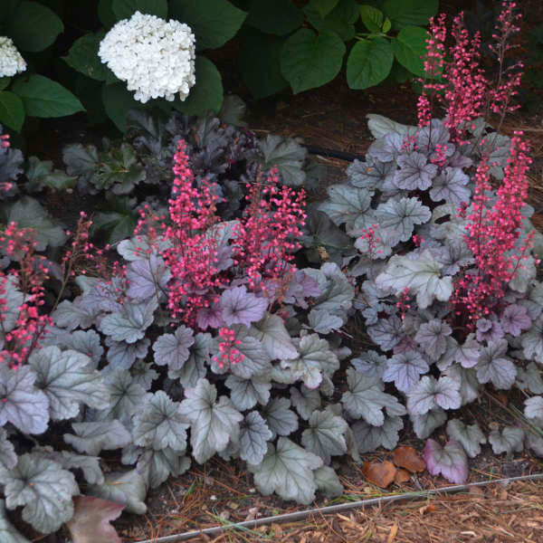 Dolce® 'Silver Gumdrop' Heuchera | Proven Winners®