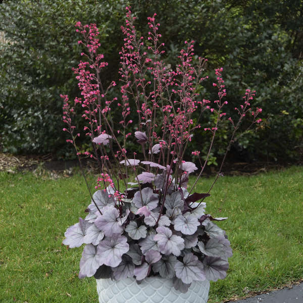 Dolce® 'Silver Gumdrop' Heuchera | Proven Winners® - Image 2