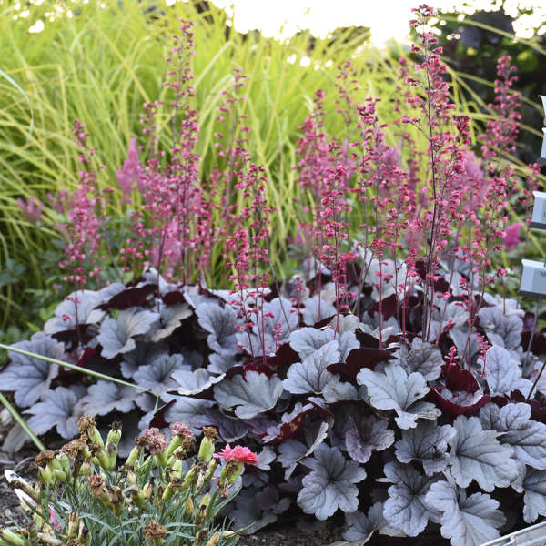 Dolce® 'Silver Gumdrop' Heuchera | Proven Winners® - Image 3