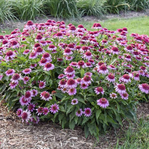 Double Coded® Echinacea 'Everything's Rosy' | Proven Winners®