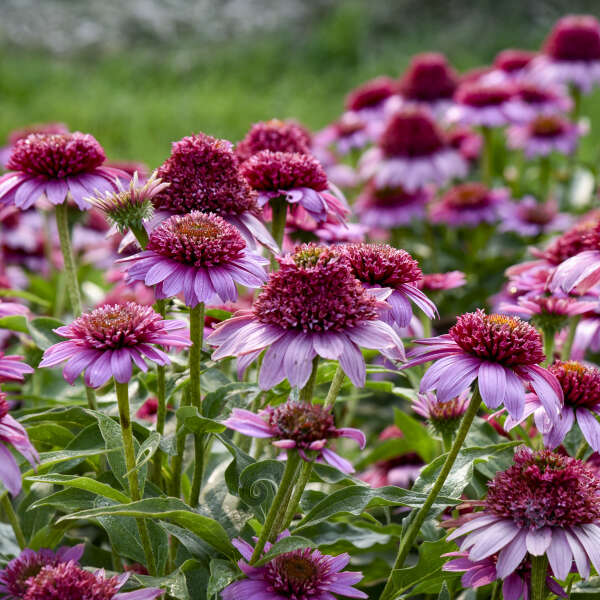 Double Coded® Echinacea 'Everything's Rosy' | Proven Winners® - Image 2