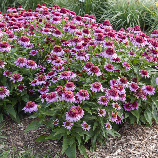 Double Coded® Echinacea 'Everything's Rosy' | Proven Winners® - Image 3