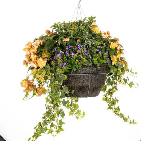 Double Delight™ Primrose Begonia | Proven Winners - Image 2