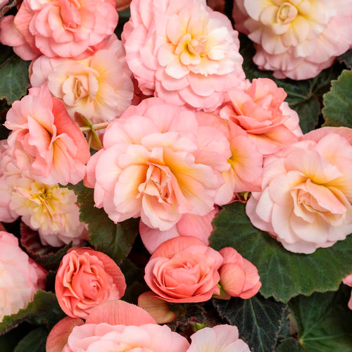 Double Delight Blush Rose Begonia | Proven Winners® - Image 2