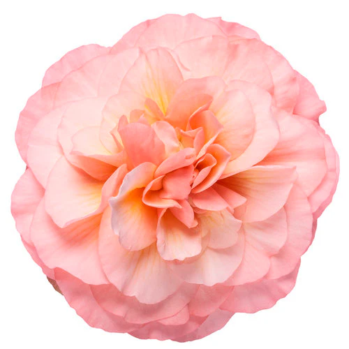 Double Delight Blush Rose Begonia | Proven Winners® - Image 3