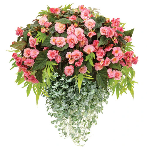 Double Delight Blush Rose Begonia | Proven Winners® - Image 4