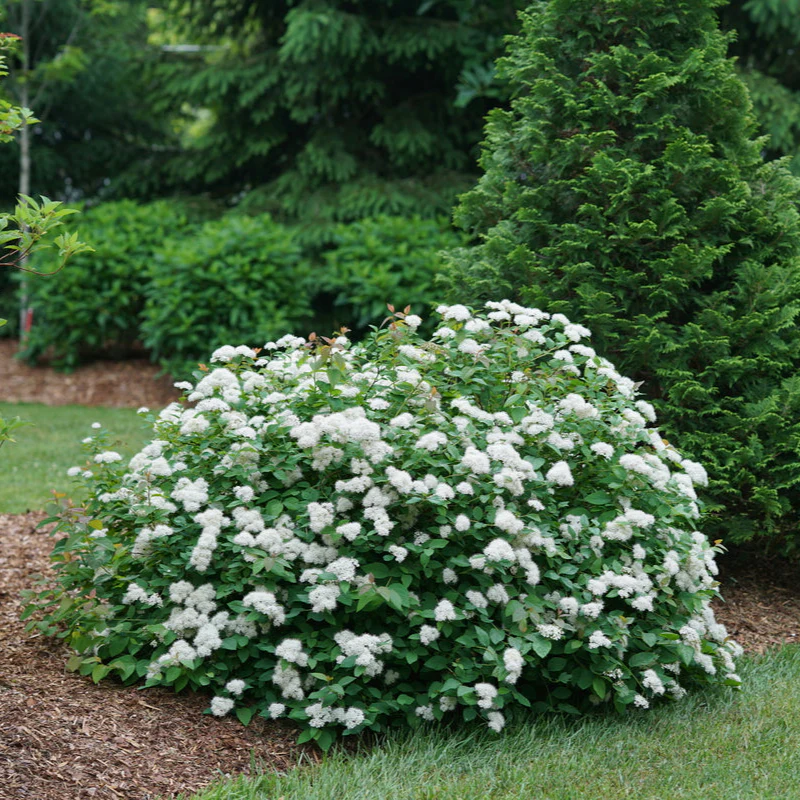 DOUBLE PLAY® BLUE KAZOO® Spirea | Proven Winners®