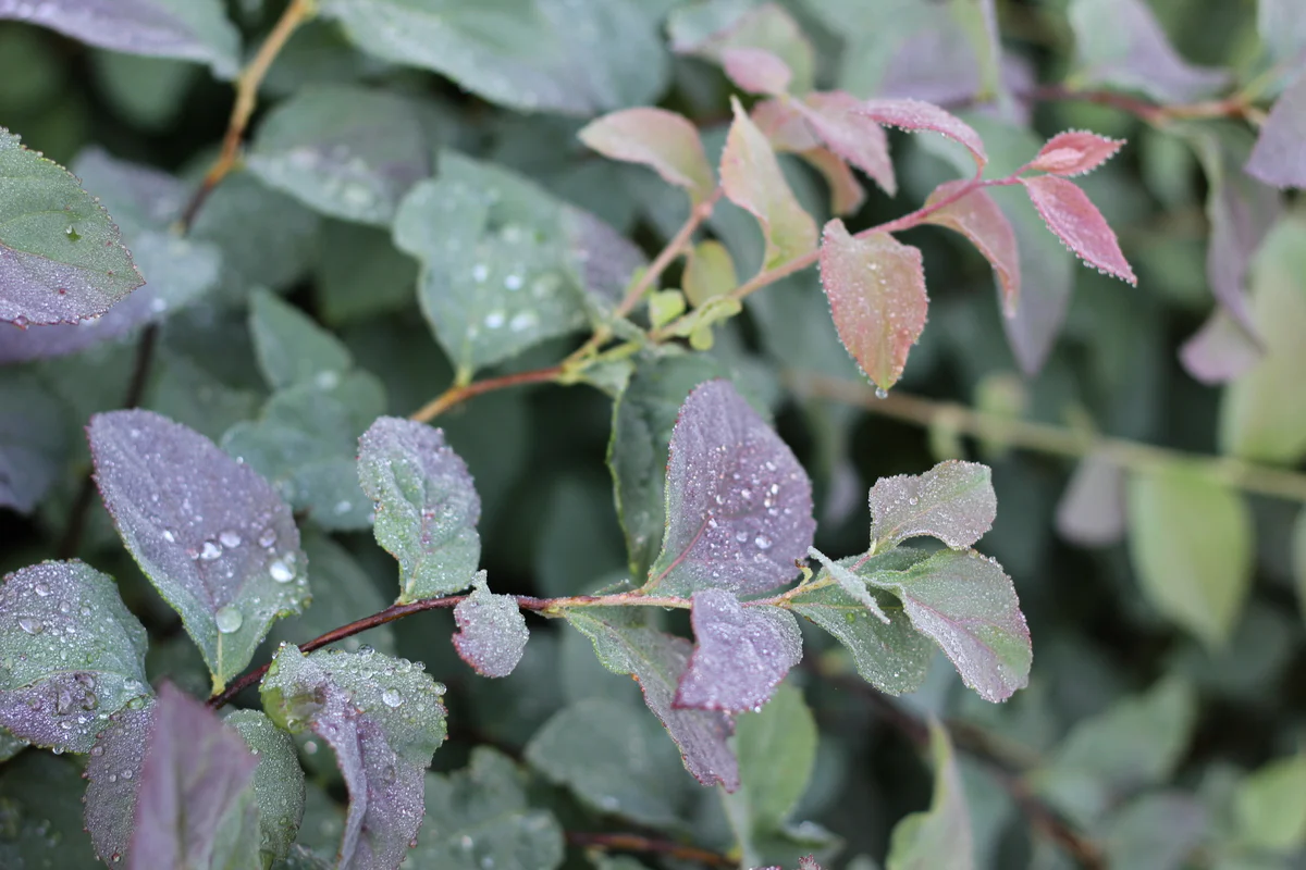 DOUBLE PLAY® BLUE KAZOO® Spirea | Proven Winners® - Image 2