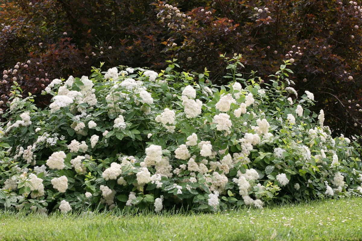 DOUBLE PLAY® BLUE KAZOO® Spirea | Proven Winners® - Image 3